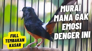 Download lagu MURAI BATU GACOR FULL ISIAN TEMBAKAN KASAR MEWAH SANGAT AMPUH MELATIH MURAI BATU EMOSI BONGKAR ISIAN mp3