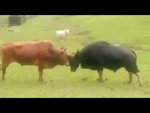 Batalla ruda TORO VS Búfalo GAUR.