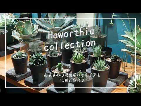 ゼブラ ハオルチア 植物