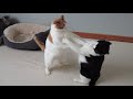 Cat Boxing Evander Kittyfield Vs Meowk Tyson