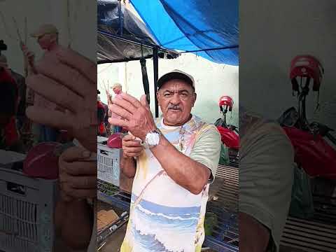 feira livre de João Alfredo