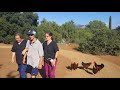 Chickens Flock To Autistic Adult