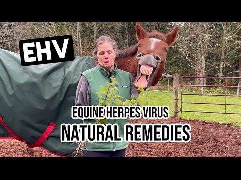 Easy Ways To Protect Your Horse From EHV!