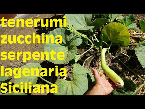 , title : 'Come raccogliere i tenerumi e impollinare la zucchina serpente lagenaria Siciliana'