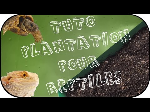 comment prendre soin d'un iguane