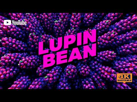 Lupin Bean Explained | The High-Protein Legume Shaping the Future of Plant-Based Nutrition (4K)
