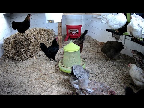 Hühner LIVE aus dem Hühnerstall - chicken cam
