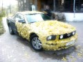 Беларусь, Минск! Ford Mustang "Золотая осень" 2006г.в. 