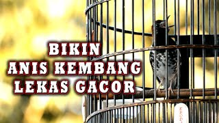 Download lagu SUARA ANIS KEMBANG PASTI CEPAT DIRESPON ANIS KEMBANG LAIN  #aniskembang mp3