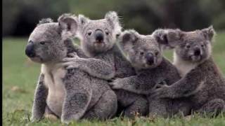 Aussie 12 days of Christmas