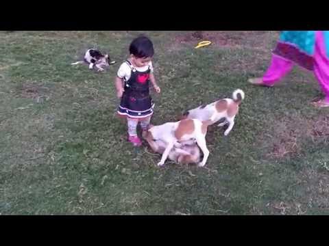 Toddler and puppies play - cute puppies baby - Nirvi and the puppies