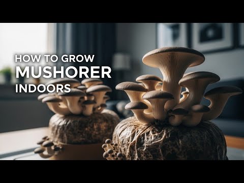 “How to Grow Mushrooms Indoors at Home – Beginner’s Step by Step Guide | Grow Inside”
