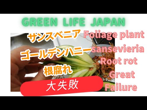 ハニーパーム 植物