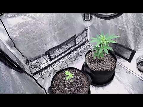 Barney's farm LSD & Bubba kush photoperiods (first seeds i've ever started)