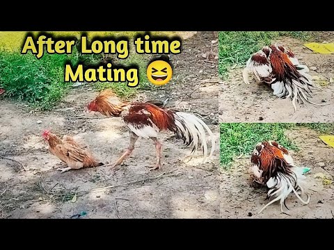 Aseel Rooster Enjoying with Desi Hen After long time😆❣️🔥