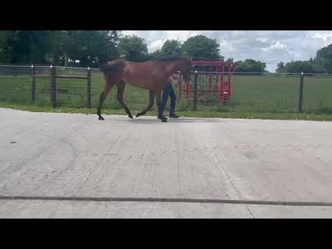 Video 1