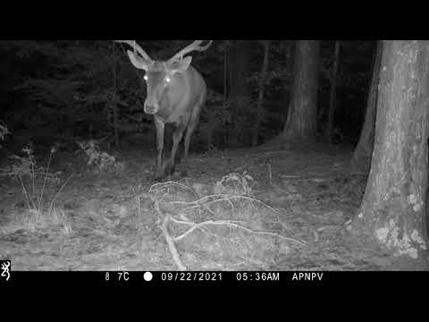 Salbaticiuni in Parcul Natural Putna Vrancea