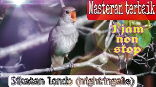 Download lagu Masteran Sikatan londo 1 jam suara kristal masteran terbaik untuk murai trotol kenari cucak ijo mp3