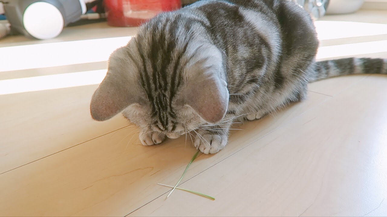Maro and Luna Try Cat Grass