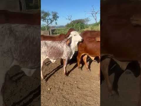 NOVA GERAÇÃO GIR LEITEIRO FAZENDA VILA RICA - COCALZINHO DE GOIÁS/GO
