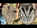 Trimming Horse Hooves Compilation Satisfying Farrier ASMR