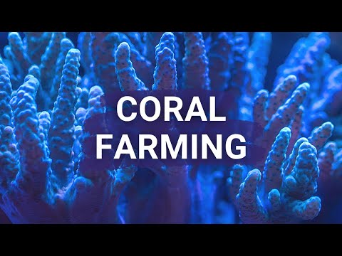 Gator Halpern - 2018 Young Champion of the Earth for Latin America and the Caribbean