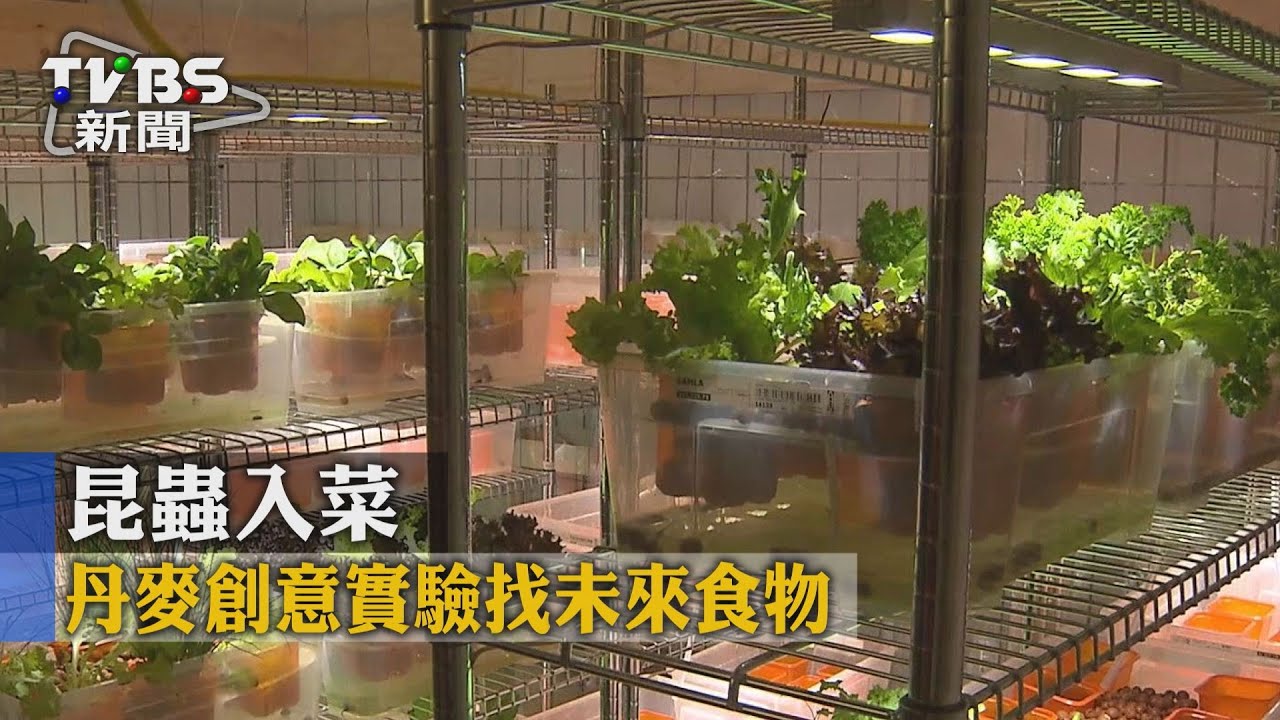 昆蟲入菜　丹麥創意實驗找未來食物