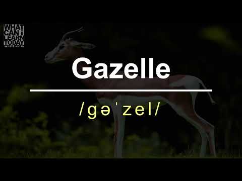 How to pronounce the word "Gazelle"