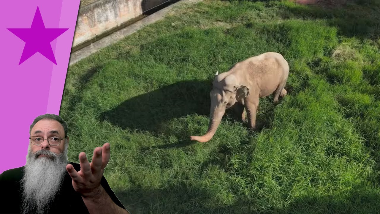 ATIVISTAS DESMIOLADAS fazem CAMPANHA para MATAR ELEFANTE na ESTRADA