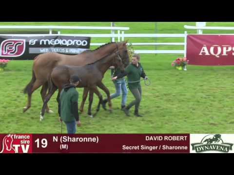 Show AQPS 2015 : lot 19 - N - M15 - Secret Singer & Sharonne