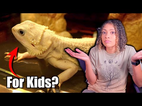 Rbeardeddragons