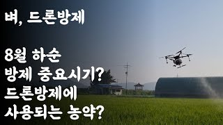 벼, 드론방제 / 8월하순 방제 중요시기? / 드론방제에 사용되는 농약 및 4종복비