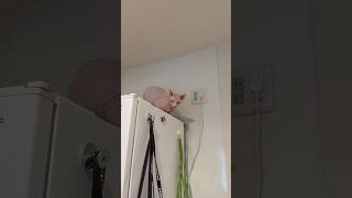 冷蔵庫の上で鳴く猫アレクサンドラ【スフィンクス】