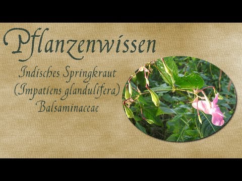 Pflanzenwissen - Das Indische Springkraut