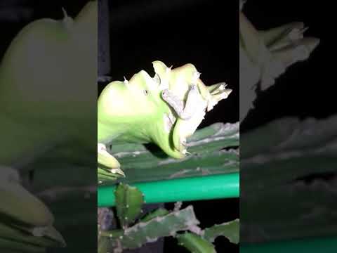 লেদাপোকার আক্রমণ ড্রাগন গাছের ডালে ।attack drogon leaves by ladapoka. ..