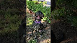Video preview image #1 Mutt Puppy For Sale in Decatur, GA, USA