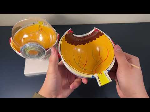 Human Anatomy Eye