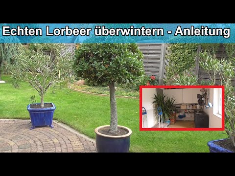 Echten Lorbeer überwintern / Lorbeerbaum im  Laurus nobilis Topf im Winter richtig pflegen Anleitung
