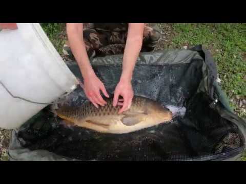 (Carpfishing) Lago Boschetto asd 01 06 2020