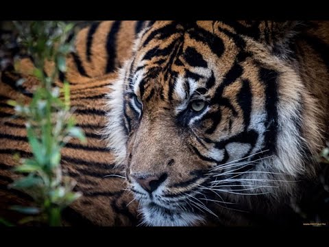 Solomon Schwartz - Papirossen (HD 1280x720)