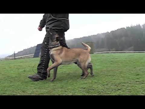 Acante di Faray - 12 months - obedience