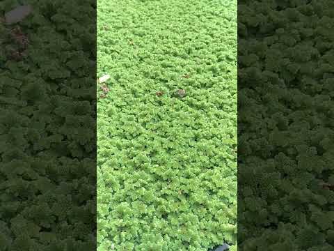 azolla sudah hijau siap panen, paling laris untuk pakan ternak