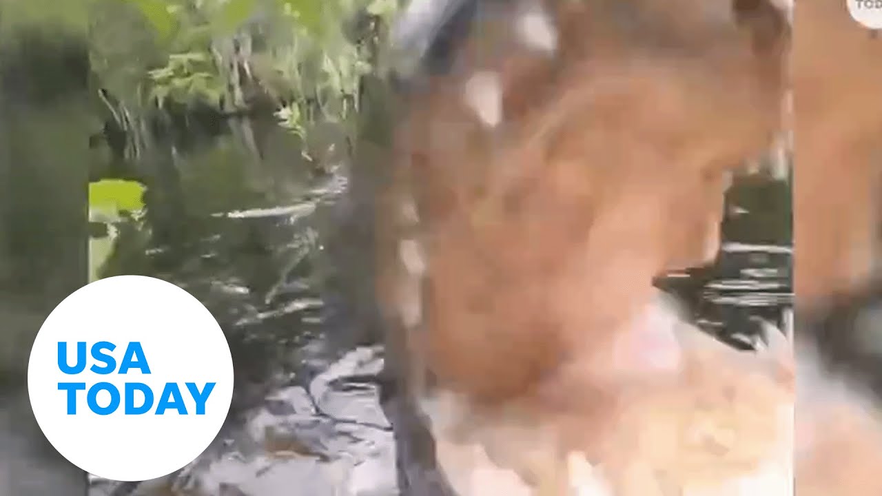 Florida gator steals camera from wildlife photographer | USA TODAY