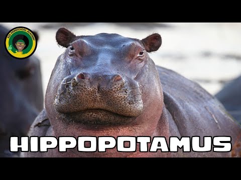 Happy Hippopotamus  || #video || Quick Facts ||