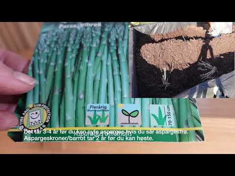 Planting Asparges
