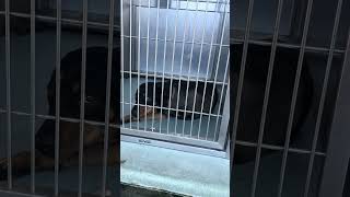 Video preview image #1 Rottweiler-Unknown Mix Puppy For Sale in Pasadena, CA, USA