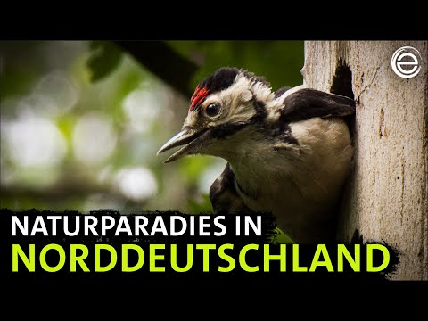 Wildes Oldenburger Land | Erlebnis Erde