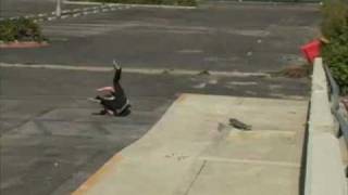 Foundation Board Snap