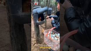 Download lagu Mengumpulkan Telur Ayam mp3 Download lagu Mengumpulkan Telur Ayam mp3