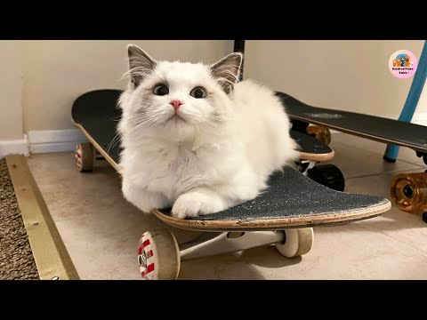 Pooky the Skater Kitten and Her Dad Turn the Kitchen Into a Rink